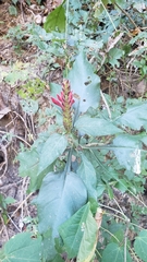 Aphelandra lineariloba