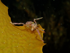 Pallenopsis macneilli