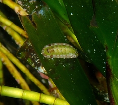 Stenochiton pilsbryanus