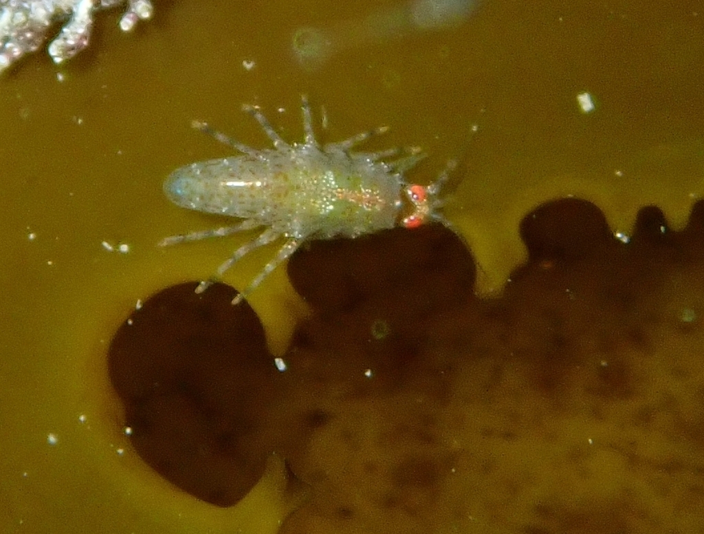 Tethygeneia