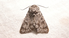 Acronicta euphorbiae