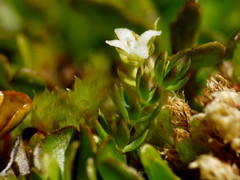 Galium perpusillum