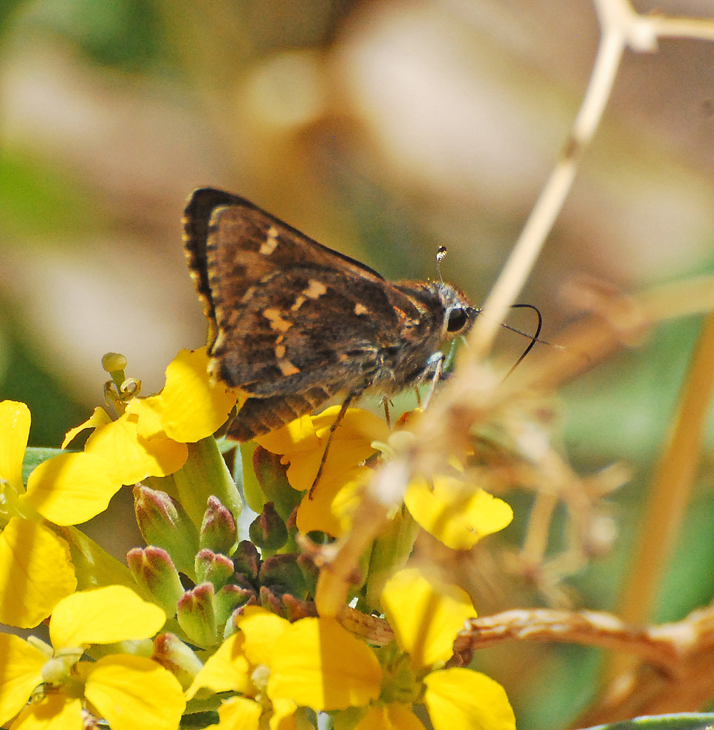 Python Skipper (Insects and Arachnids of Coronado National Memorial ...
