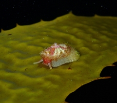 Amblychilepas oblonga