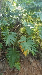 Philodendron dressleri