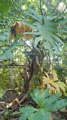 Philodendron dressleri