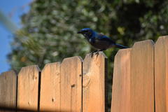 Aphelocoma californica