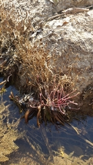 Marathrum plumosum