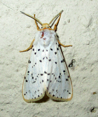 Eyralpenus subluteus