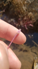 Marathrum plumosum