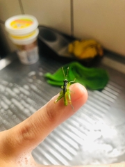 Liebermannacris dorsualis