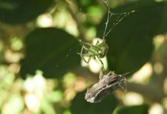 Araneus unanimus