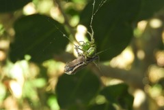 Araneus unanimus