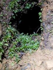Aneides lugubris