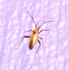 Creontiades rubrinervis