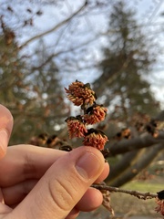Parrotia