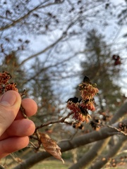 Parrotia