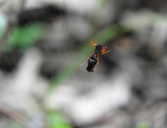 Micrathena spitzi