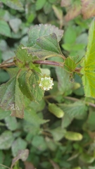 Lippia dulcis