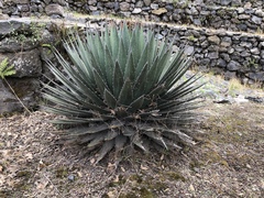 Agave obscura
