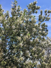 Ceanothus arboreus