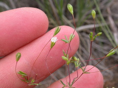Leptosiphon septentrionalis