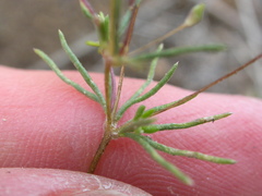 Leptosiphon septentrionalis