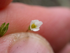 Leptosiphon septentrionalis