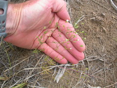 Leptosiphon septentrionalis