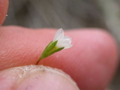 Leptosiphon septentrionalis