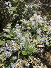 Ceanothus arboreus