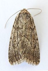 Sympistis punctilinea