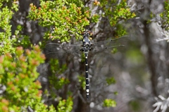 Synthemiopsis gomphomacromioides