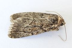 Sympistis punctilinea