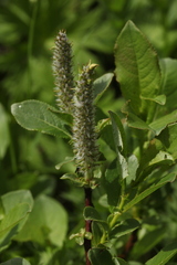 Salix apoda