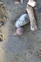 Calophyllum inophyllum