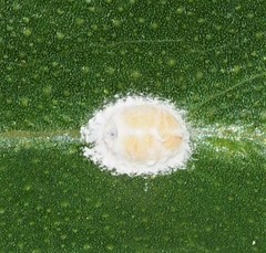 Eriococcus
