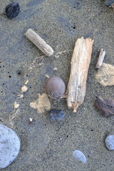 Calophyllum inophyllum