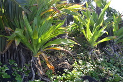 Crinum × amabile