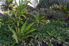 Crinum × amabile