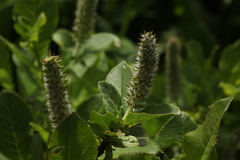 Salix apoda