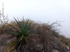 Agave chrysoglossa