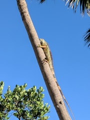 Iguana