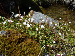 Epilobium macropus