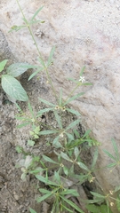 Mollugo verticillata