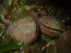 Magellania flavescens