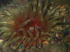 Epiactis australiensis