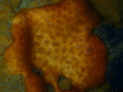 Distaplia