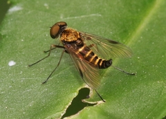 Chrysopilus fasciatus