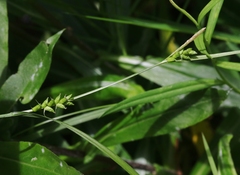Carex corrugata